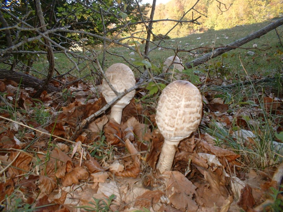 primi ritrovamenti